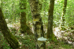 P1360240