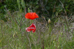 P1360580
