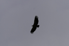 P1360541
