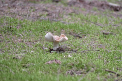 2021-06-06-compreignac-pierres-de-legende-84